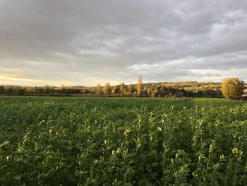 Scenic view of field against sky