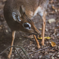 Close-up of deer standing on land