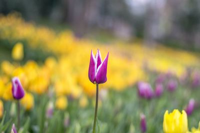 Close-up of purple crocus flowers on field