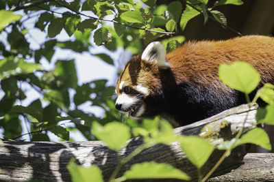 Close-up of a red panda on tree