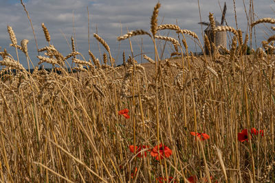 Close-up of wheat growing on field against sky