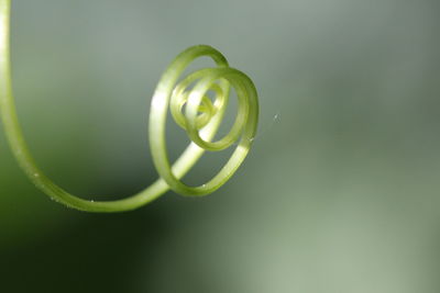 Close-up of plant