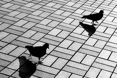 High angle view of a bird