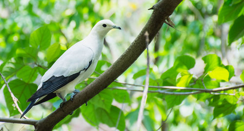 Close-up of bird perching on tree