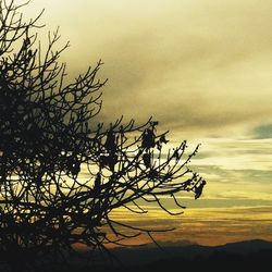 Bare trees against sky at sunset