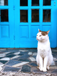 Cat sitting on door