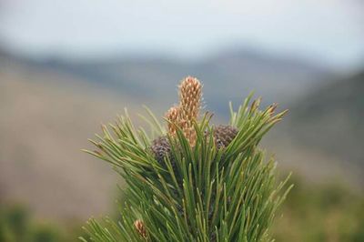 Close-up of plants