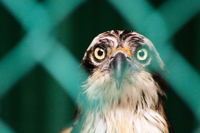 Close-up portrait of owl