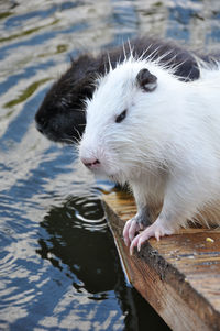 animal themes