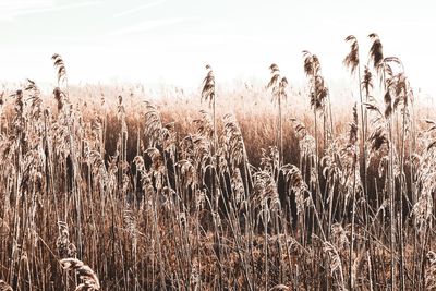 High angle view of stalks in field against sky