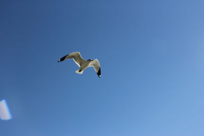 Low angle view of seagull flying against blue sky