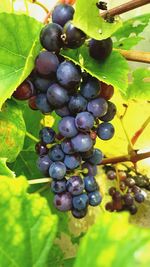 Close-up of grapes growing in vineyard