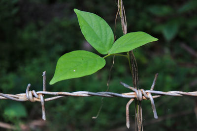 Close-up of plant growing outdoors