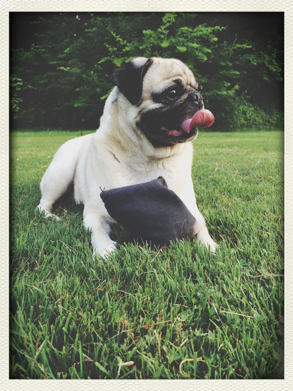 pets, dog, animal themes, domestic animals, one animal, transfer print, grass, mammal, auto post production filter, field, grassy, sitting, green color, pet collar, no people, day, full length, close-up, outdoors, nature