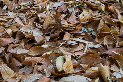 Full frame shot of dried autumn leaves on field