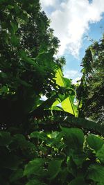 Low angle view of tree against sky