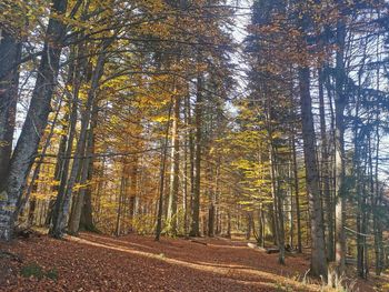 Pine trees in forest during autumn