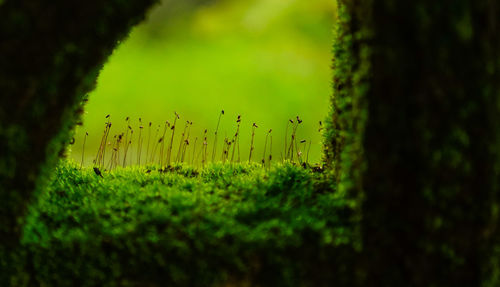 Plants growing on field