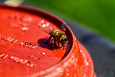 Close-up of bee on red pot