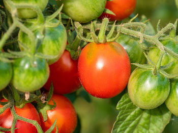 Close-up of fresh tomatoes on a branch 