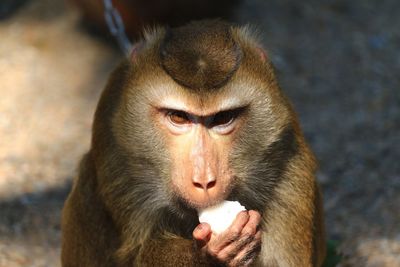 Close-up of a monkey eating food 