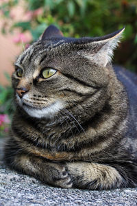 Close-up of a cat looking away