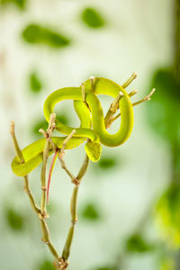 Close-up of green plant