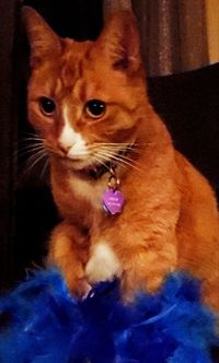 Close-up portrait of cat at home