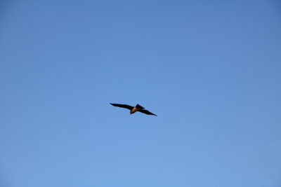 Low angle view of bird flying against clear blue sky