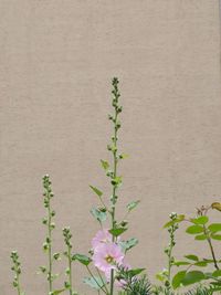 Close-up of flowering plant against wall