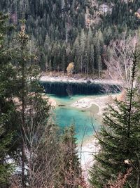 High angle view of trees by lake in forest
