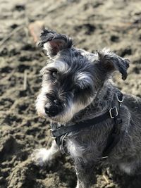 Close-up of dog looking away