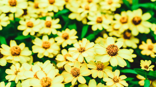 Close-up of yellow flowering plants