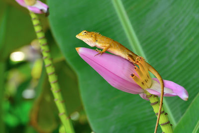 Close-up of lizard on plant