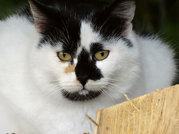 Close-up portrait of cat