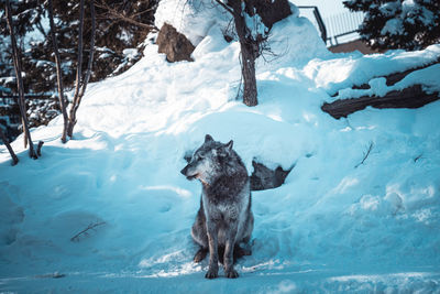 Dog on snow covered field