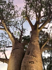 Low angle view of bare tree against sky