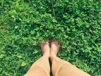 Women's feet stand in the green grass of clover. top view