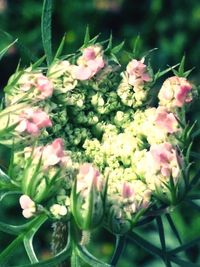 Close-up of pink flower