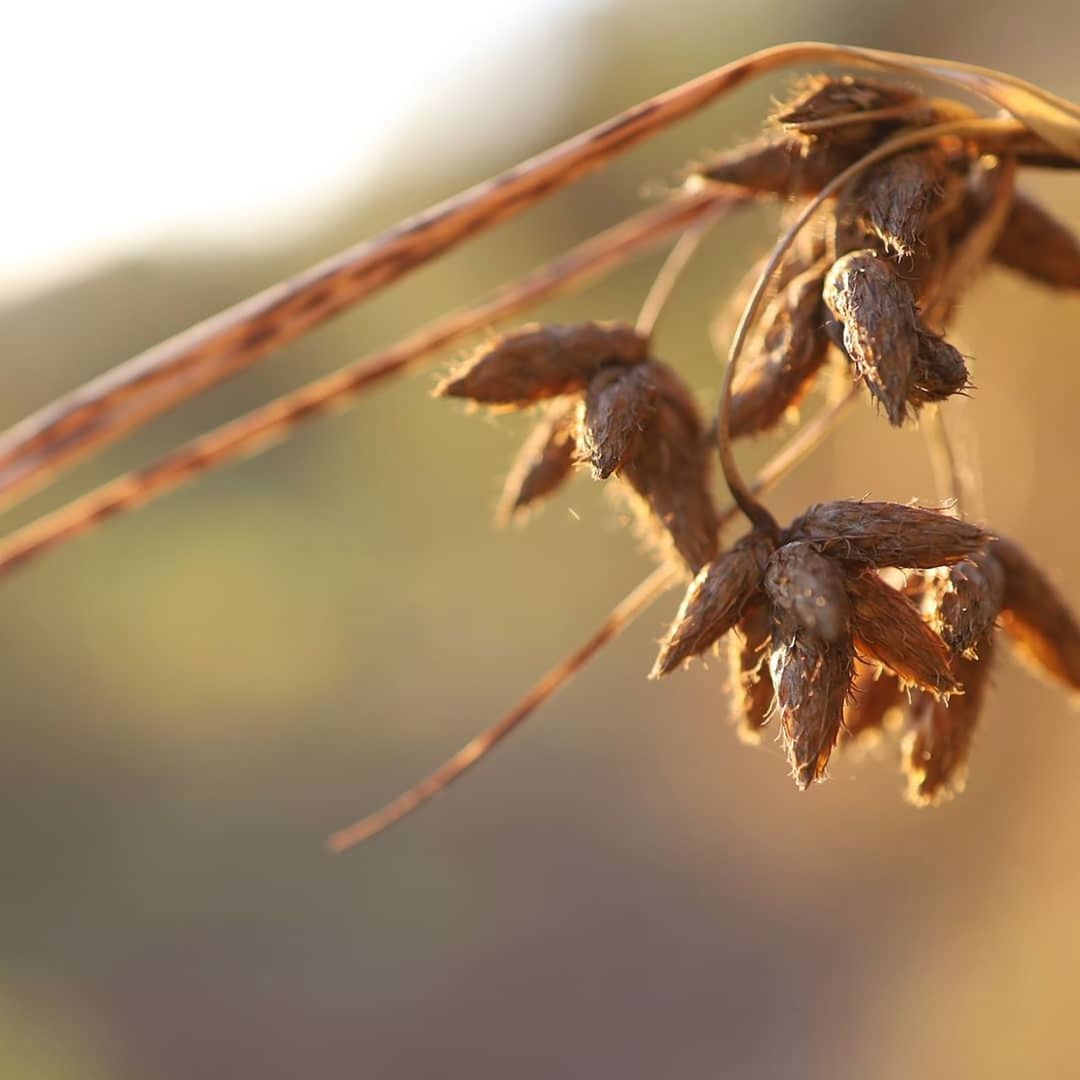 close-up, animal themes, animal, animal wildlife, one animal, no people, invertebrate, insect, day, animals in the wild, selective focus, nature, focus on foreground, outdoors, plant, animal body part, arthropod, extreme close-up, macro, beauty in nature