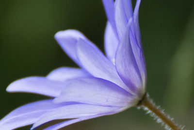 Close-up of purple flowers