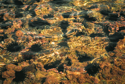 Full frame shot of hedgehogs  in sea