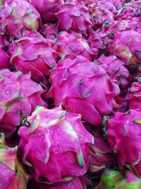 Full frame shot of pink flowering plants