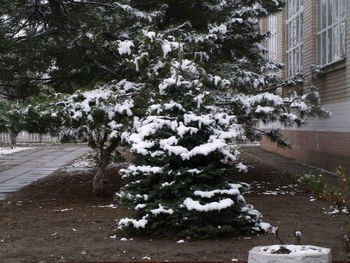 Trees on snow covered tree