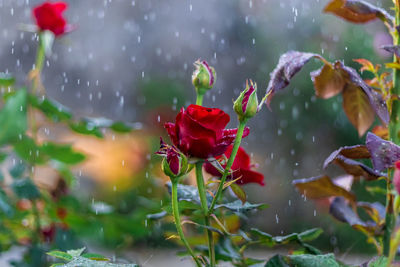 Close-up of red rose with water drops