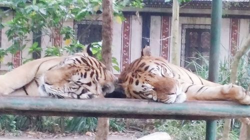 Tiger in zoo