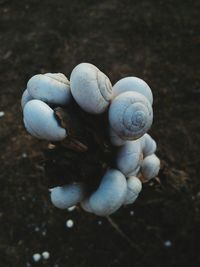 High angle view of shell on rock