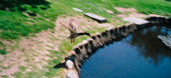 Blurred motion of bird flying over water