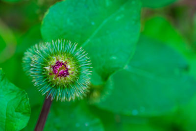 Close-up of flowering plant