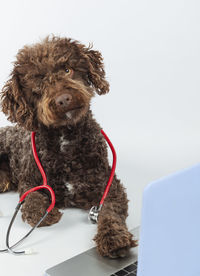 Close-up of dog against white background